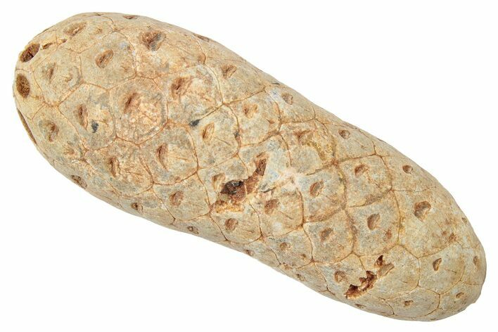 Fossil Cycadophyte Seed Cone - Boujdour, Morocco #346687